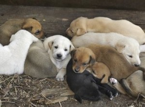 子犬のくずに複数の父親を飼うことはできますか？ 