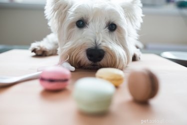 Насколько вреден один кусочек шоколада для собак?