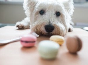 À quel point un morceau de chocolat est-il mauvais pour les chiens ?