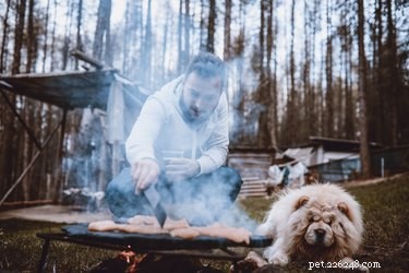 Biefstuk koken voor uw hond