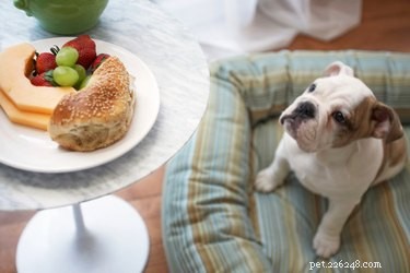 Is het oké om puppy s tafelresten te geven? 