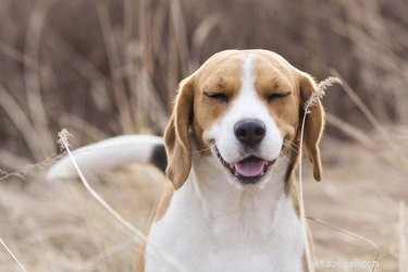 Общие респираторные аллергены собак