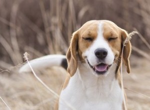 Allergènes respiratoires canins courants