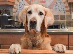 敏感なタミーのための犬の御馳走レシピ 