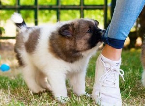 子犬の歯が生えるのはどのくらい続きますか？ 