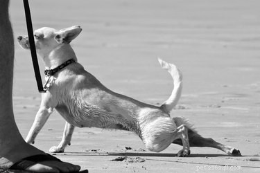 Exercícios de cão para patas traseiras