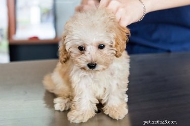 Wanneer is een puppy volledig ingeënt voor Parvo?