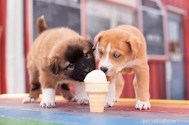 子犬のアイスクリームをあげてもらえますか？ 