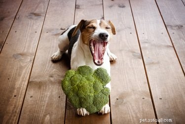 Nebezpečná zelenina pro psy