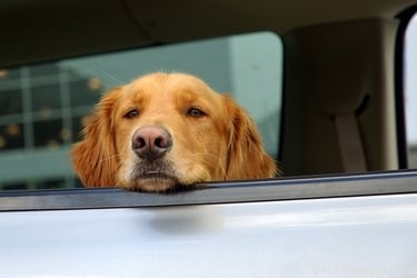 Come prevenire la nausea nei cani