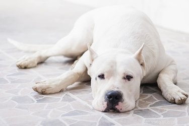 Por que os cães vomitam espuma branca?