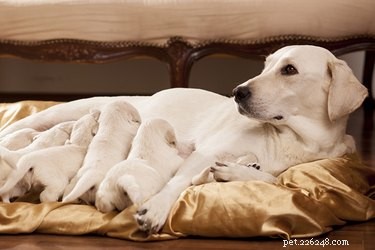 Mammacystor från hund