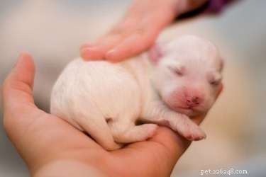 Ontwikkeling van het gezichtsvermogen bij pasgeboren puppy s