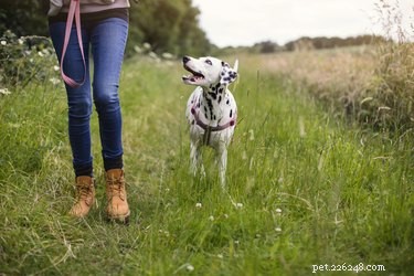 Jak daleko mám chodit se psem?