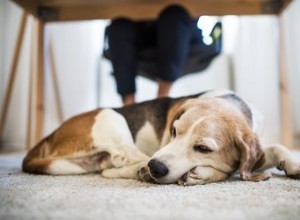 去勢後の犬に起こりうる合併症 