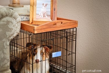 10 maneiras de criar uma casa que aceita cães
