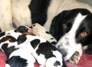 Un chien peut-il mettre bas tard ?