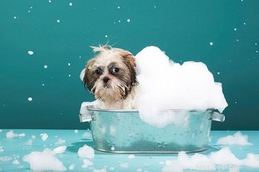 Kan ik mijn hond vaker wassen om allergenen te verminderen?