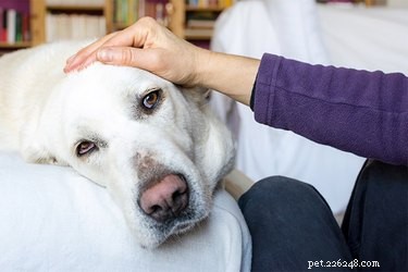 Combien de temps après le contact les chiens montrent-ils des signes de parvo ?
