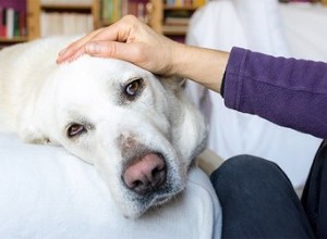 Combien de temps après le contact les chiens montrent-ils des signes de parvo ?