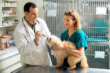 Myelofibrose bij honden