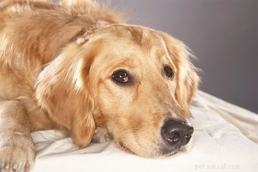 Oorzaken van colitis bij honden
