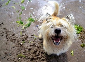 犬は海藻を食べることができますか？ 