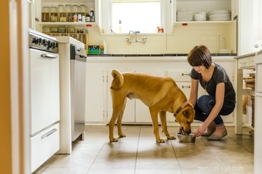 Kunnen honden lijnzaadmaaltijd eten?