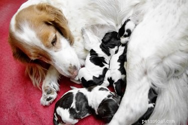 Kunnen honden zwanger worden de eerste keer dat ze paren?