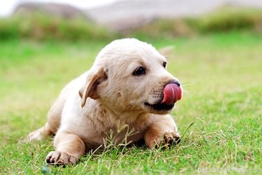子犬の犬の胃腸炎 