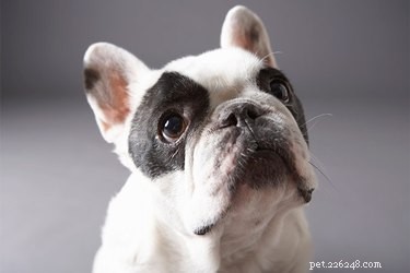 Vanliga hälsoproblem med fransk bulldogg