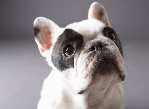 Problèmes de santé courants du bouledogue français