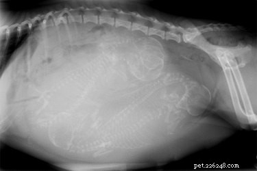 Você pode fazer um raio-X de um cão para contar o tamanho da ninhada de filhotes