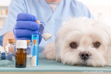 A pancreatite canina tem cura?