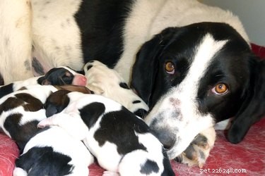 Kan een puppy de ziekte van Lyme krijgen van moedermelk?