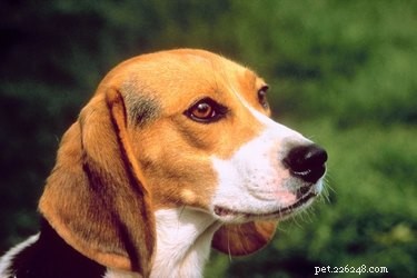 Metastatisch longcarcinoom bij honden