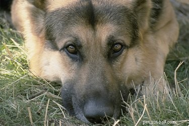 Tratamentos para estenose lombossacral canina