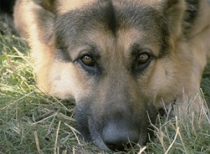 犬の腰仙部狭窄の治療 