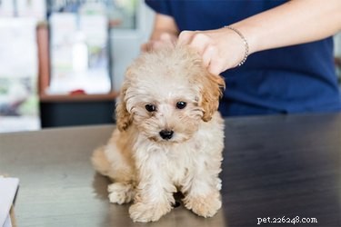 Wat laat bloedonderzoek vóór de operatie zien bij een puppy?