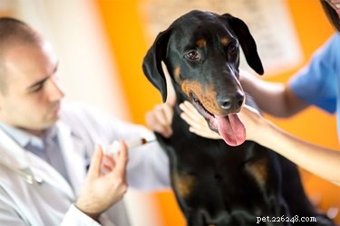 Bisköldkörtelsjukdomar hos hund