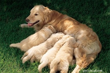 Jak pomoci psí matce při porodu