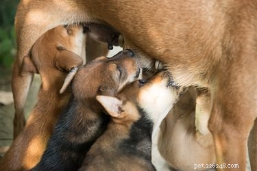 Disturbi dell allattamento canino