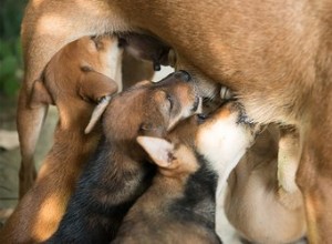 Troubles de la lactation canine