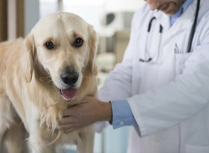 Qu est-ce qui cause les lipomes canins ?