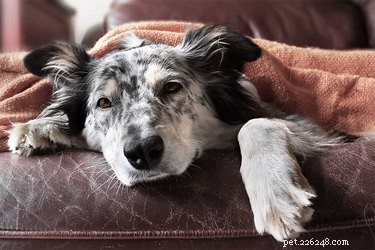 Hypokalcemi hos hund