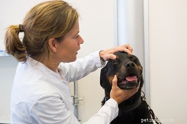 犬の筋炎の原因は何ですか？ 