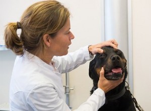 犬の筋炎の原因は何ですか？ 