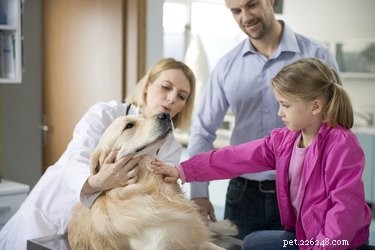 어린이에게 애완동물 중성화 수술을 설명하는 방법