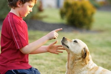 Cuidando de cães idosos com perda auditiva