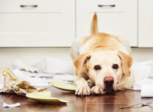 Уход за пожилыми собаками с потерей слуха